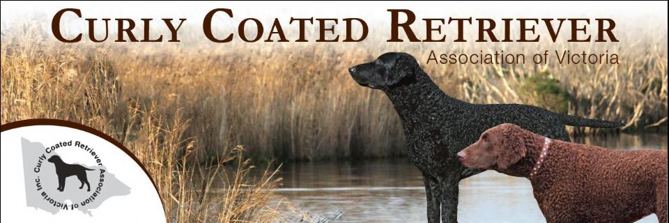 Curly Coated Retriever Club of Victoria